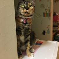 こはく