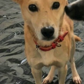 7.5キロ 小さめ中型犬 性格ハナマル