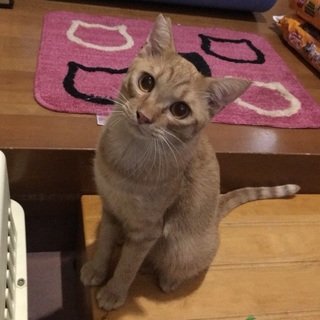 人間大好きゴロゴロ甘える茶トラのルネさん