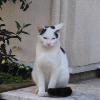 ボクも家族がほしい！