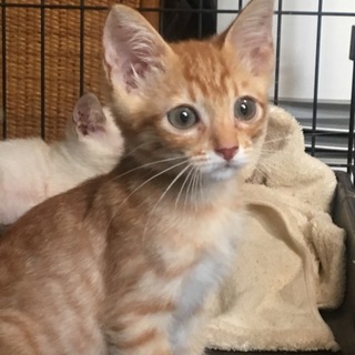 【保健所引き出し】かわいい茶トラ子猫です❗️