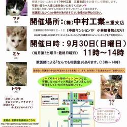 猫だらけの譲渡会 雨天決行