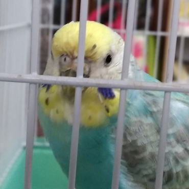 現在のぽーちゃん。関節がすり減って指が広がらないそうです…。