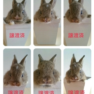 ミニウサギの里親さん募集