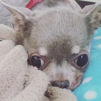エル
