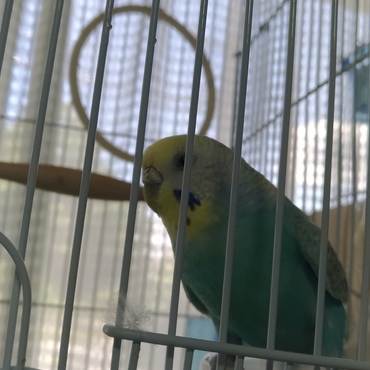 ぽーちゃんの写真