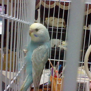 若鳥の頃のぽーちゃん2