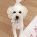 新しい飼い主様募集です。