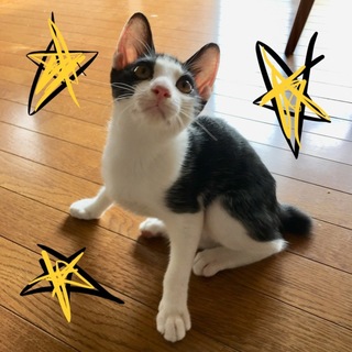 優しい里親さん待っています！！元気なハチワレ君。