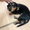新しい飼い主様募集です。