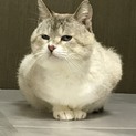 大人しく優しいモフ男の福丸くん