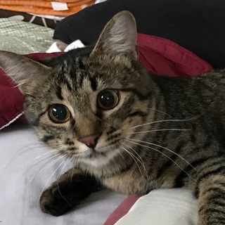 尻尾がモッフモフのもえちゃん♪