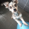 小型犬９頭レスキュー　里親募集【ボルト】