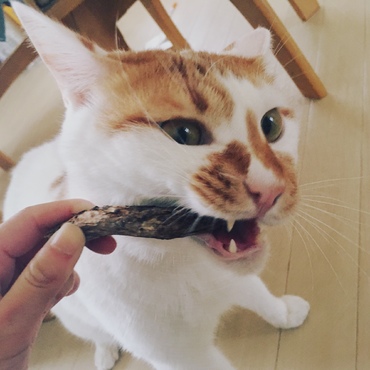 マタタビ大好き