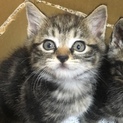 助けてください。子猫です。