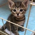 まいちゃんを食事から健康に気遣う方希望