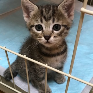 まいちゃんを食事から健康に気遣う方希望