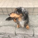 里親募集中。