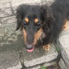 里親募集中。 サムネイル2