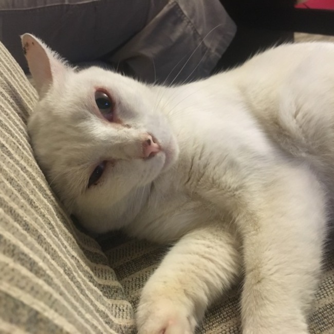 ようなしのもものカバー写真