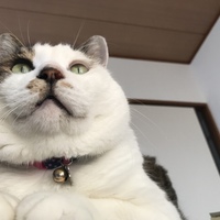 クマ