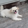 白いペキニーズ。 サムネイル2