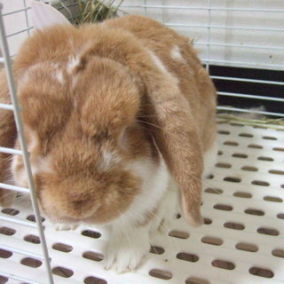 ミニロップイヤー　オレンジブロークン　3歳