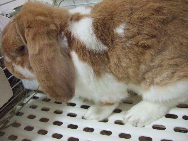 ミニロップイヤー オレン」広島県 - 小動物の里親募集(228621) 3枚