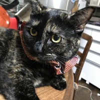 むぎ