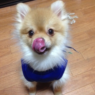 ポメラニアン　オス　３歳元気です