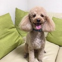 元気なトイプードルの男の子