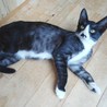 タキシードキャット「風太」くん里親様募集～ サムネイル2