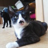タキシードキャット「風太」くん里親様募集～ サムネイル3