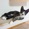 タキシードキャット「風太」くん里親様募集～ サムネイル4