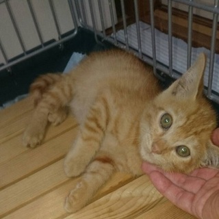 茶虎ちび名古屋から