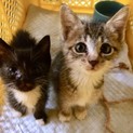 ☆とっても元気で人なっこい生後2か月の兄妹☆
