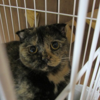 まんまる折れ耳の女の子です。