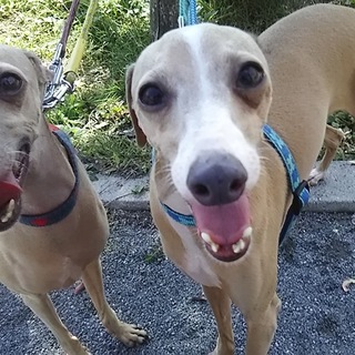 4才のイタグレの兄弟を一緒に迎えてください