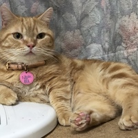 BUBU