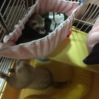 キャラメル