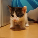 8/18日生まれ 白×黒 ♀