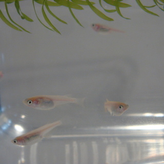 里親様決定！ありがとうございました☆