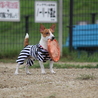 里親募集！ サムネイル3