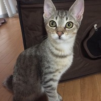 ソルト