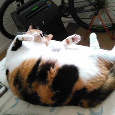 変な寝相じゃ…