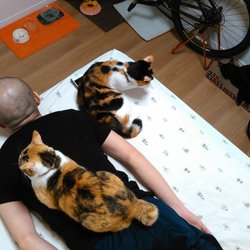 保護猫３匹たちの日常