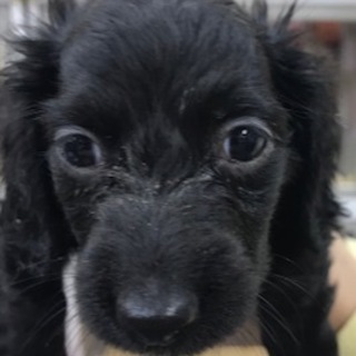 訳ありのダックスの2ヶ月の子