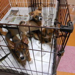 子犬の急変は神経使う・・