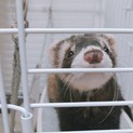 フェレット 里親募集