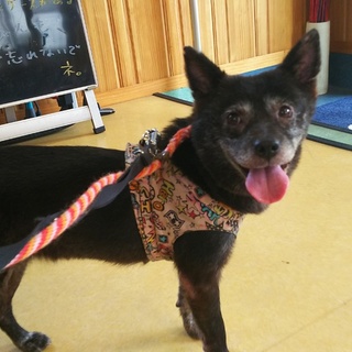 ★おやつ大好き★黒の女の子